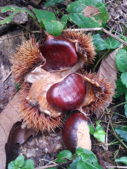 castagne